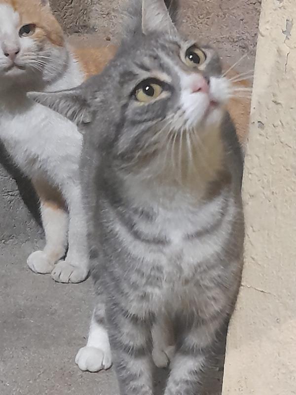Milù: Dolce, Affettuosa E In Cerca Di Una Casa Piena D’amore!”
